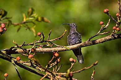 《符文工房：龙之天地》介绍影片：女主“辉夜”